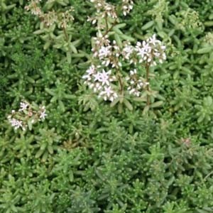 Седум Album саджанець у контейнері 0,5 л