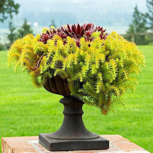 Седум Angelina саджанець у контейнері 0,5 л