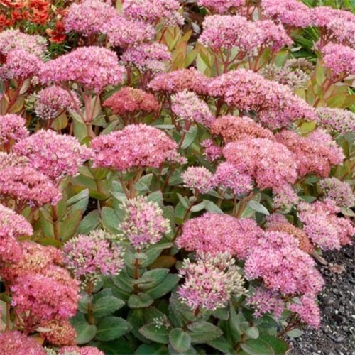 Седум Beach Party саджанець у контейнері 0,5 л