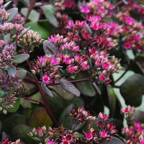 Седум Bertram Anderson саджанець у контейнері 0,5 л