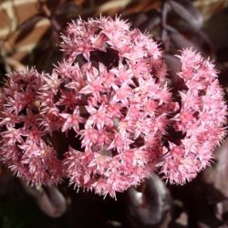 sedum-black-jack