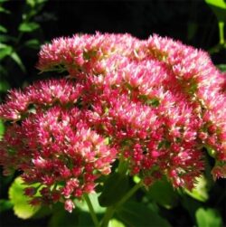 sedum-brilliant