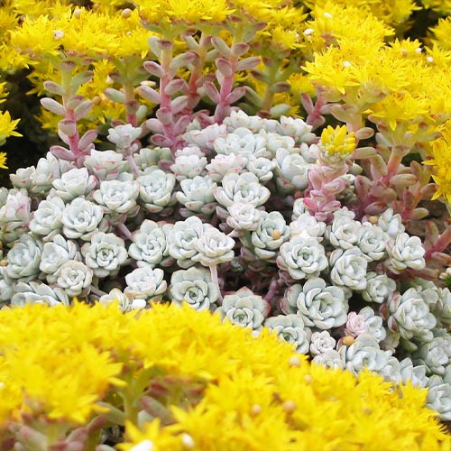 Седум Cape Blanco саджанець у контейнері 0,5 л