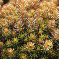 Седум Chocolate Ball корневище в контейнере 0,5 л