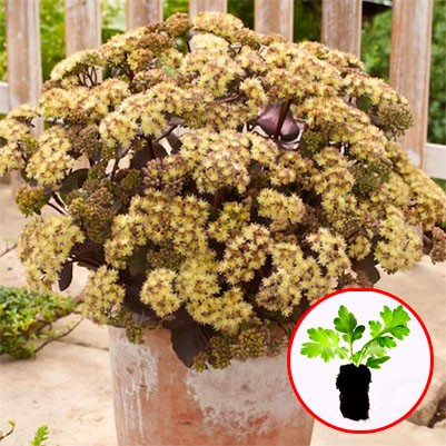 Седум Eline саджанець у контейнері 0,5 л