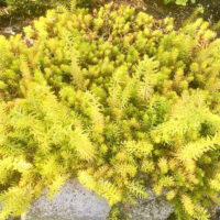 Седум Harlequin корневище в контейнере 0,5 л