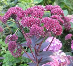 sedum-jose-aubergine