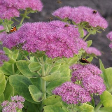 Седум Meteor саджанець у контейнері 0,5 л