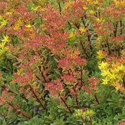 Седум Middendorfianum саджанець у контейнері 0,5 л