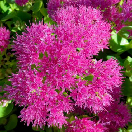 Седум Mini Joy саджанець у контейнері 0,5 л