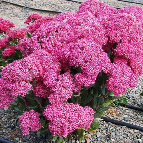 Седум Mr.Goodbud саджанець у контейнері 0,5 л