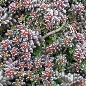 Седум Murale саджанець у контейнері 0,5 л