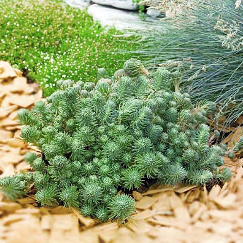 Седум Oracle саджанець у контейнері 0,5 л