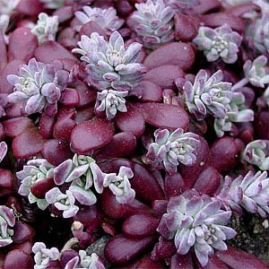 Седум Purpureum саджанець у контейнері 0,5 л