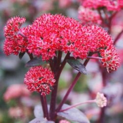 sedum-red-cauli