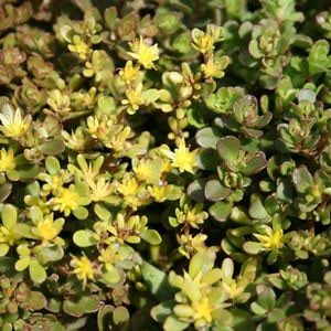 Седум Salsa Verde саджанець у контейнері 0,5 л