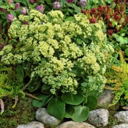 Седум Sunkissed саджанець у контейнері 0,5 л