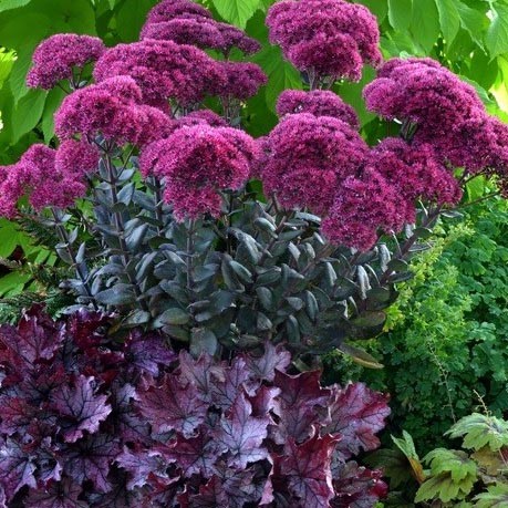 Седум Thunderhead саджанець у контейнері 0,5 л