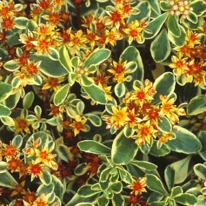 Седум Variegatum саджанець у контейнері 0,5 л