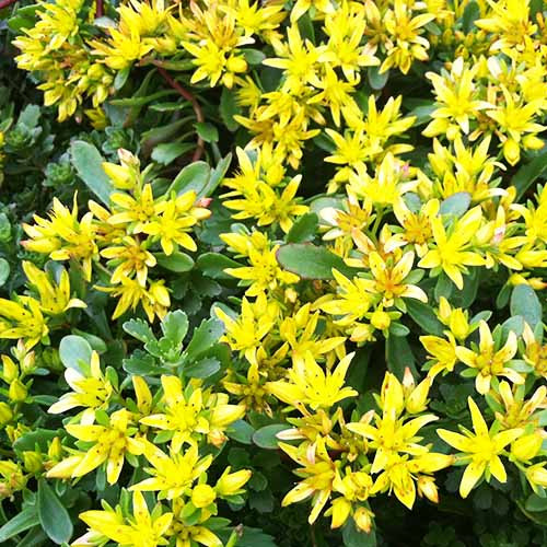 Седум Weihenstephaner Gold саджанець у контейнері 0,5 л