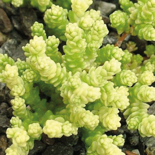 седум-yellow-queen