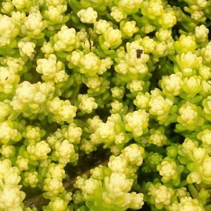 Седум Yellow Queen саджанець у контейнері 0,5 л - Зображення 2