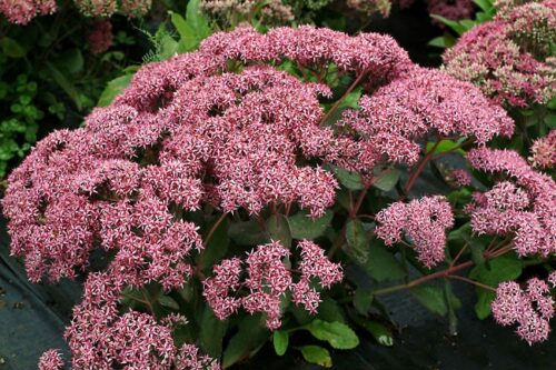 Седум Cloud Walker саджанець у контейнері 0,5 л