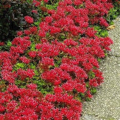 Седум Schorbuser Blut саджанець у контейнері 0,5 л