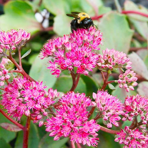 Седум Vera Jameson саджанець у контейнері 0,5 л