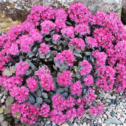 Седум Lidakense саджанець у контейнері 0,5 л