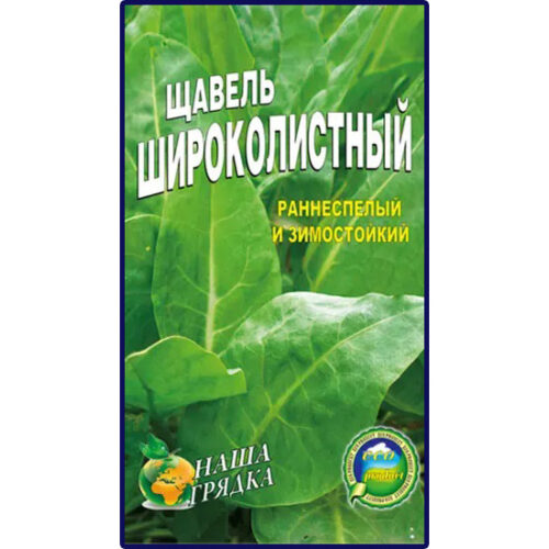 щавель-широколистный