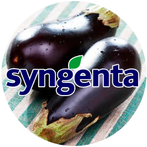 Syngenta насіння баклажан