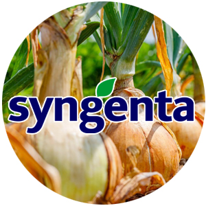 Syngenta насіння цибулі