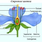 Строение цветка тюльпана