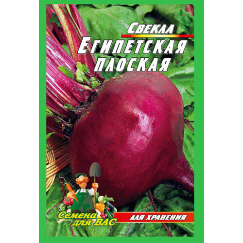 свекла-египетская-плоская