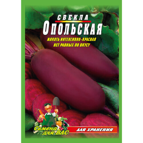свекла-опольская10