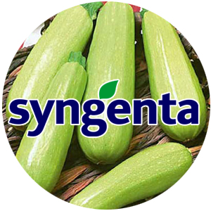 Syngenta насіння кабачків