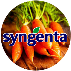 Syngenta насіння моркви