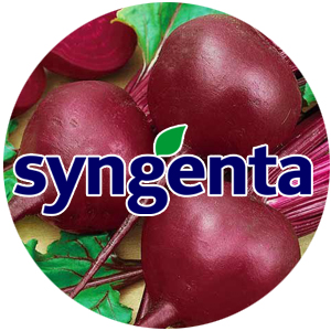 Syngenta насіння столових буряків