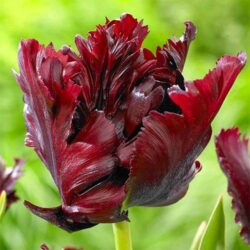 tjulpan-blek-parrot-tulip-black-parrot