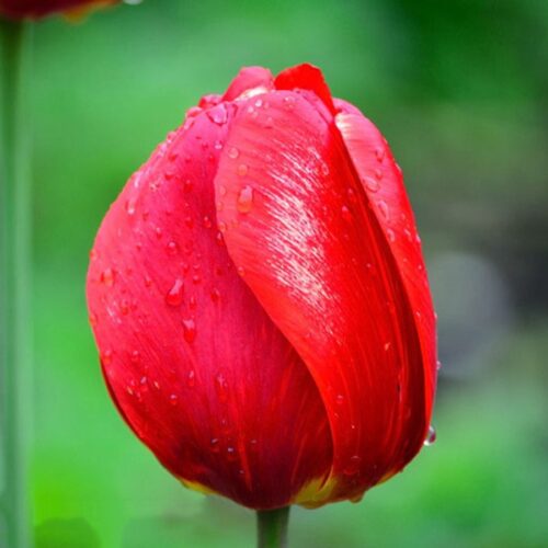 tyulpan-red-revajjvl-2