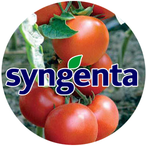 Syngenta насіння томатів