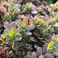 Седум Tricolor корневище в контейнере 0,5 л