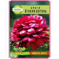 цинія-вічний-вогонь