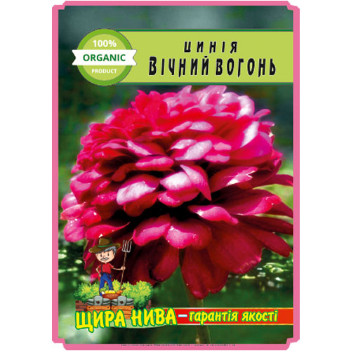 цинія-вічний-вогонь