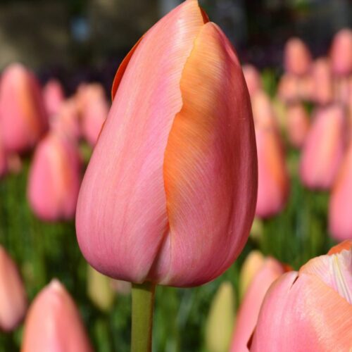 Tulip-Dordogne