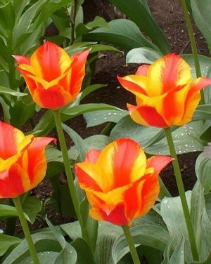 tulip-tschaikovsky