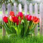 Условия выращивание тюльпанов в саду