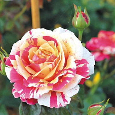 Троянда Ваніль Фрейзе-саджанець