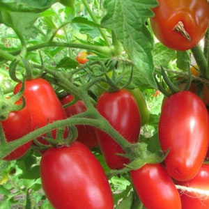 Високорослі сорти томатів